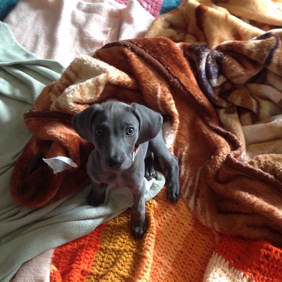 Meet your Posher, Shyanne - Picture 1 of 1